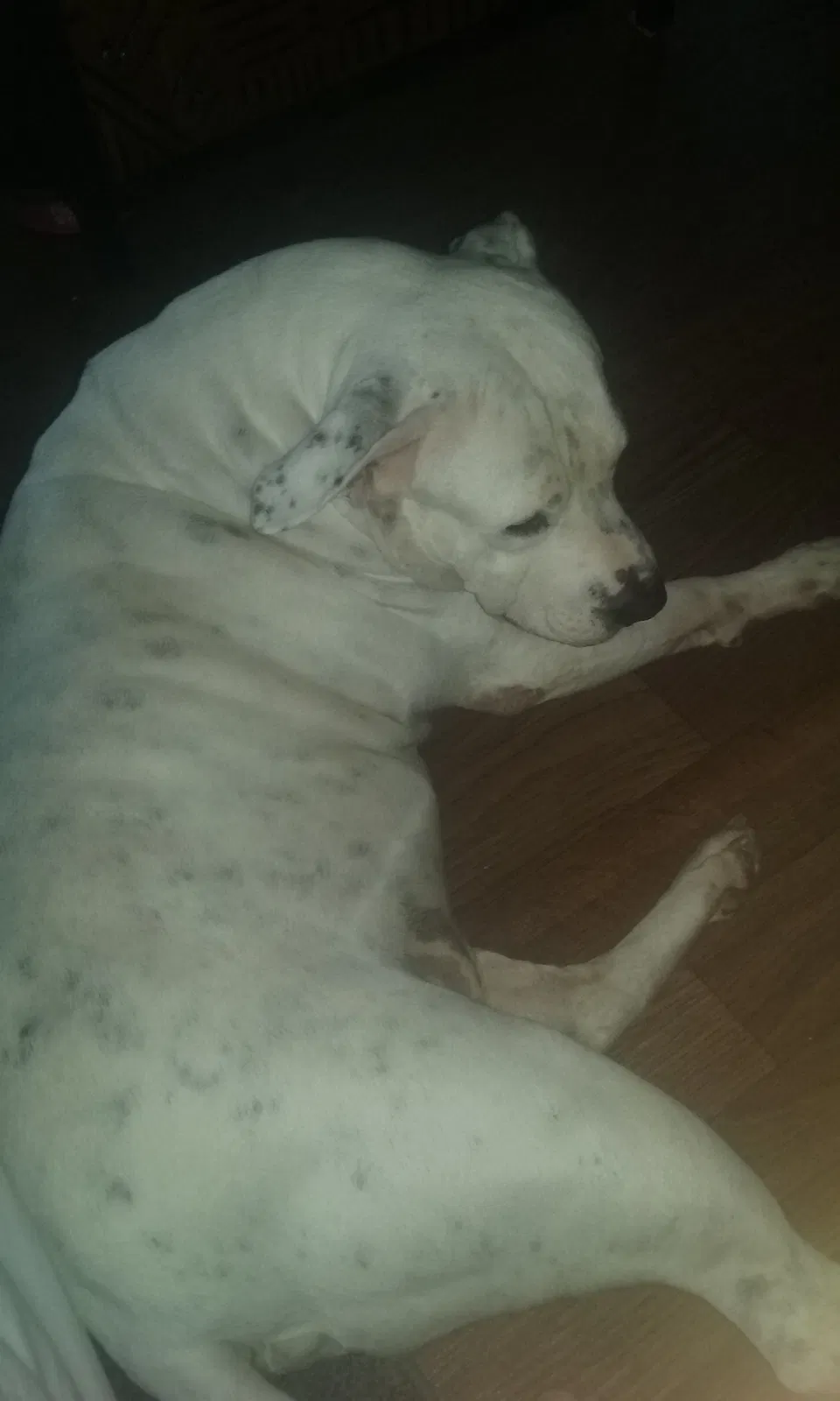 Found dog in Hurst, TX, 76053