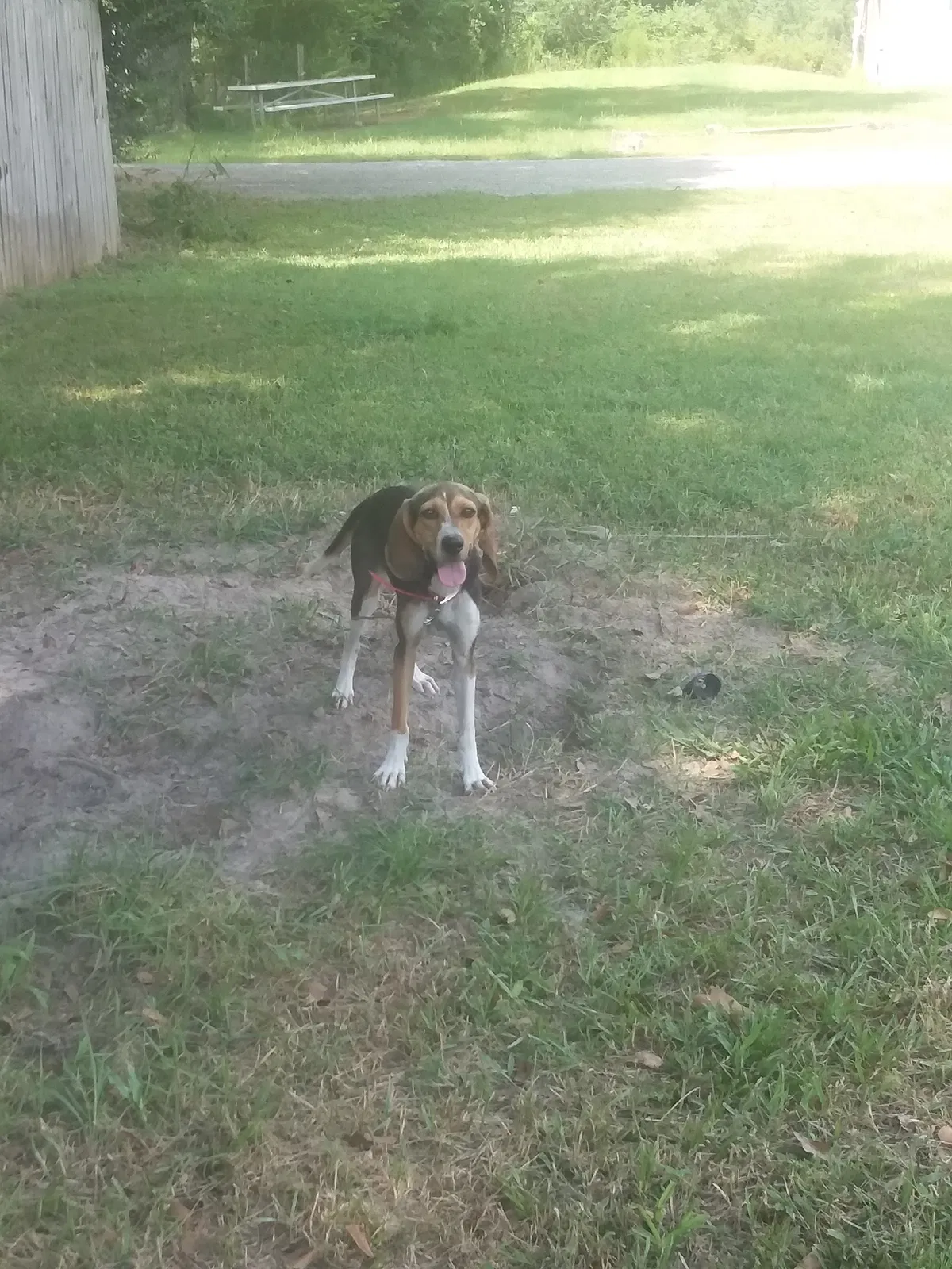 Found dog in Samson, AL, 36477