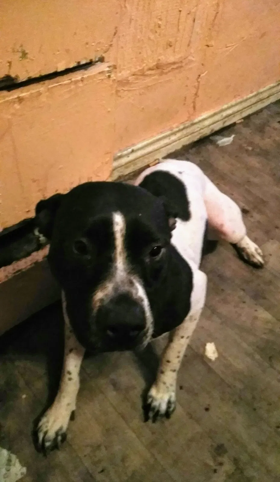 Found dog in Carrollton, TX, 75006