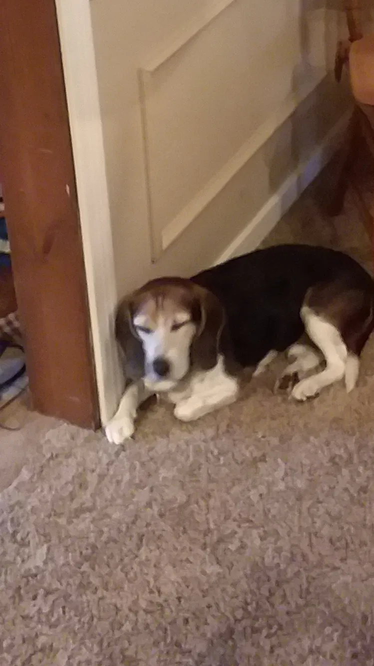 Found dog in Buffalo, NY, 14223