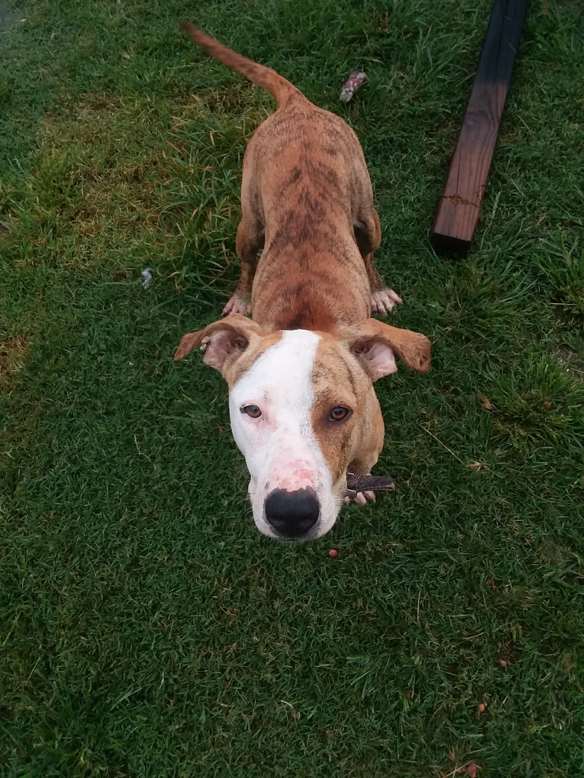 Found dog in Guthrie, OK, 73044