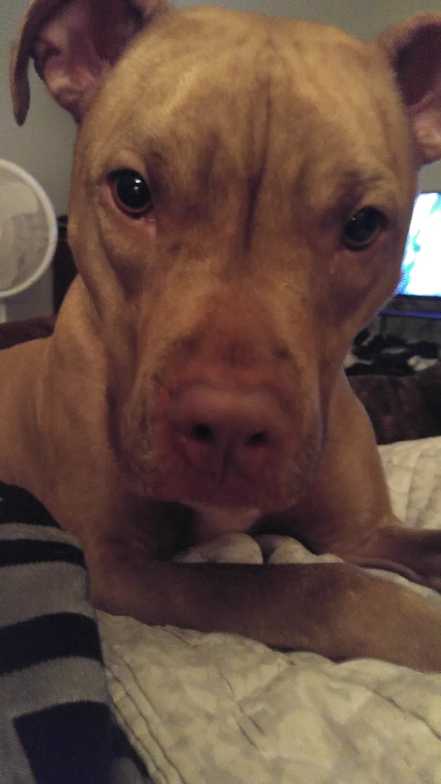 Found dog in Flushing, MI, 48433