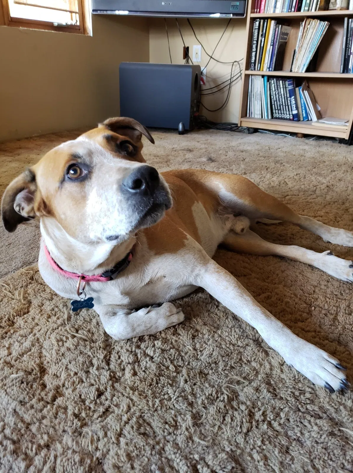 Found dog in Lyle, WA, 98635