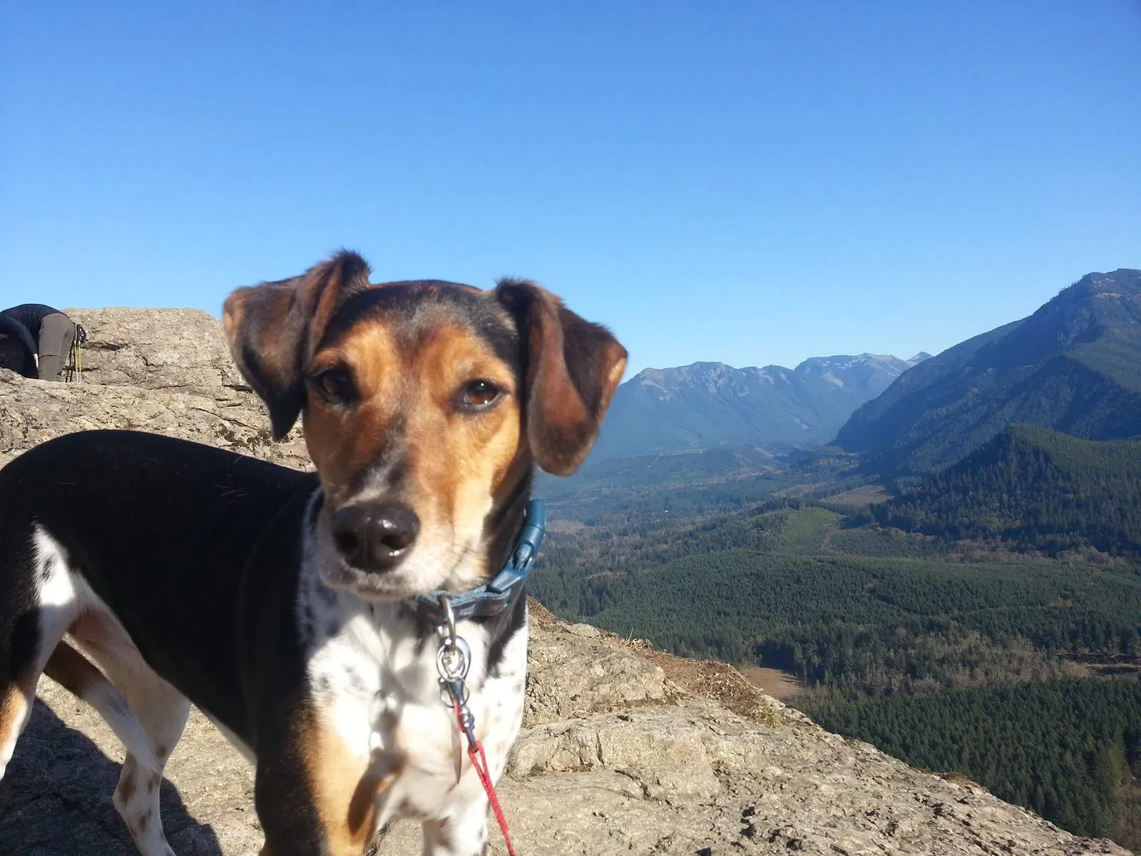 Found dog in Kirkland, WA, 98034
