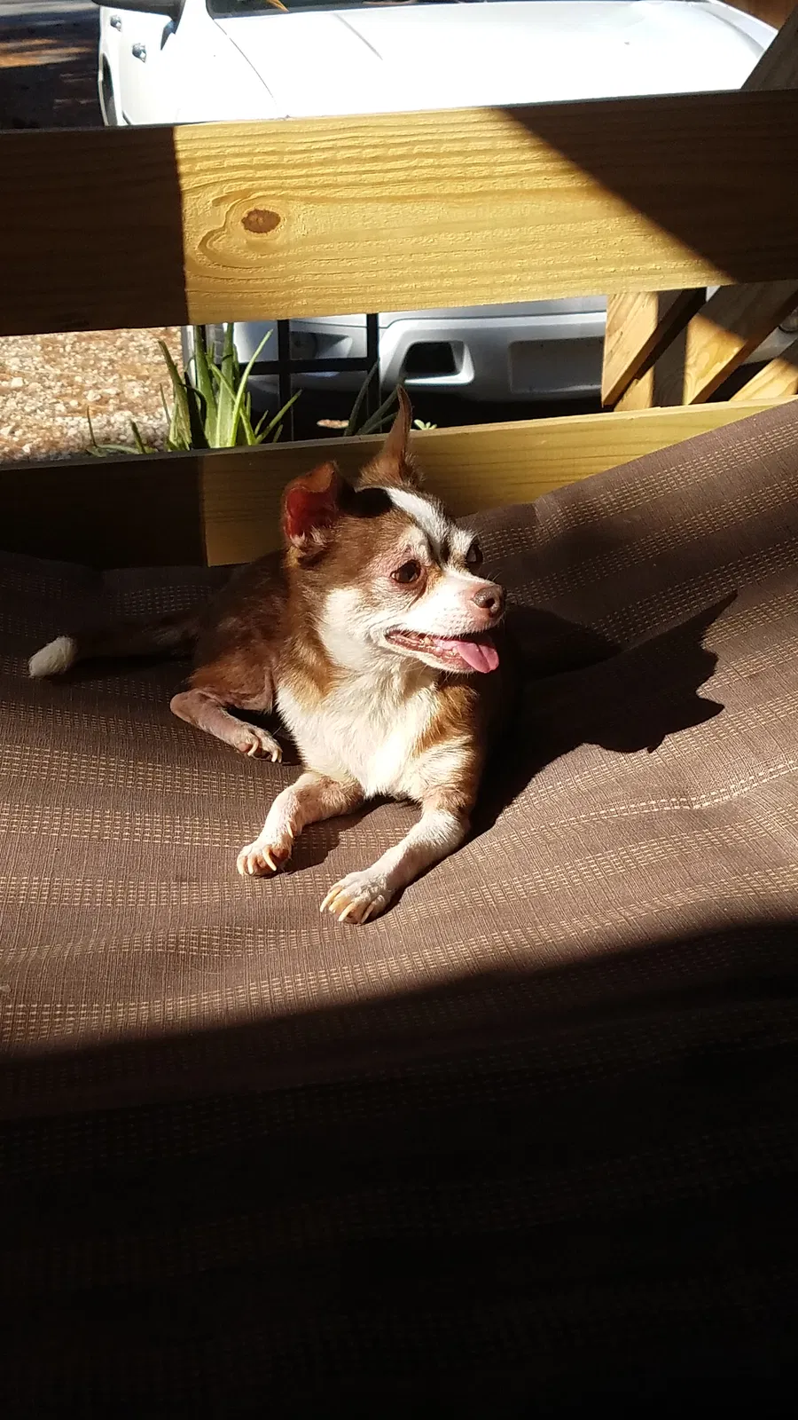 Found dog in Panama City, FL, 32408