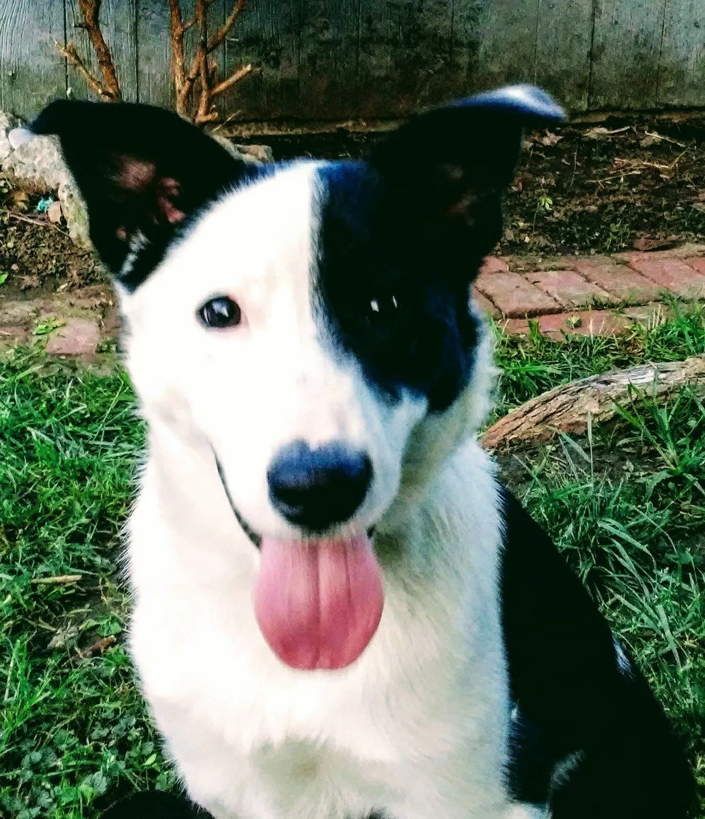 Found dog in Collinsville, OK, 74021