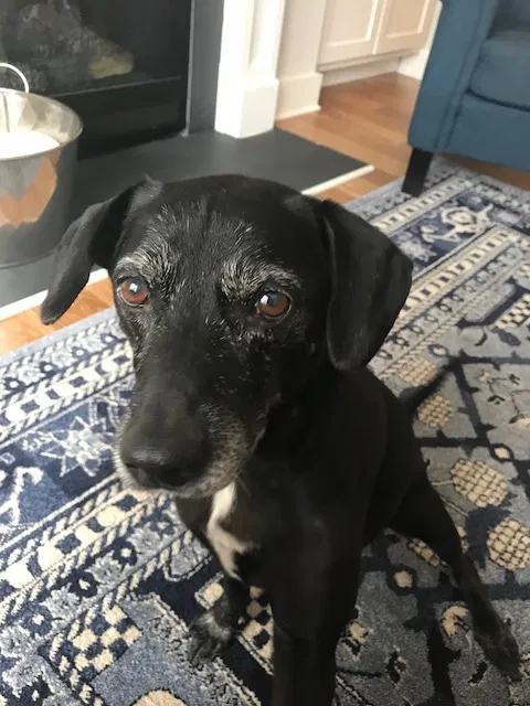 Found dog in Atlanta, GA, 30341