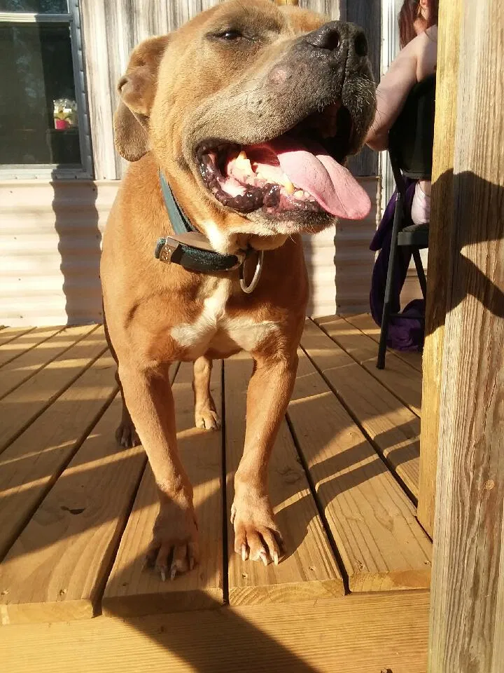 Found dog in Cleveland, GA, 30528