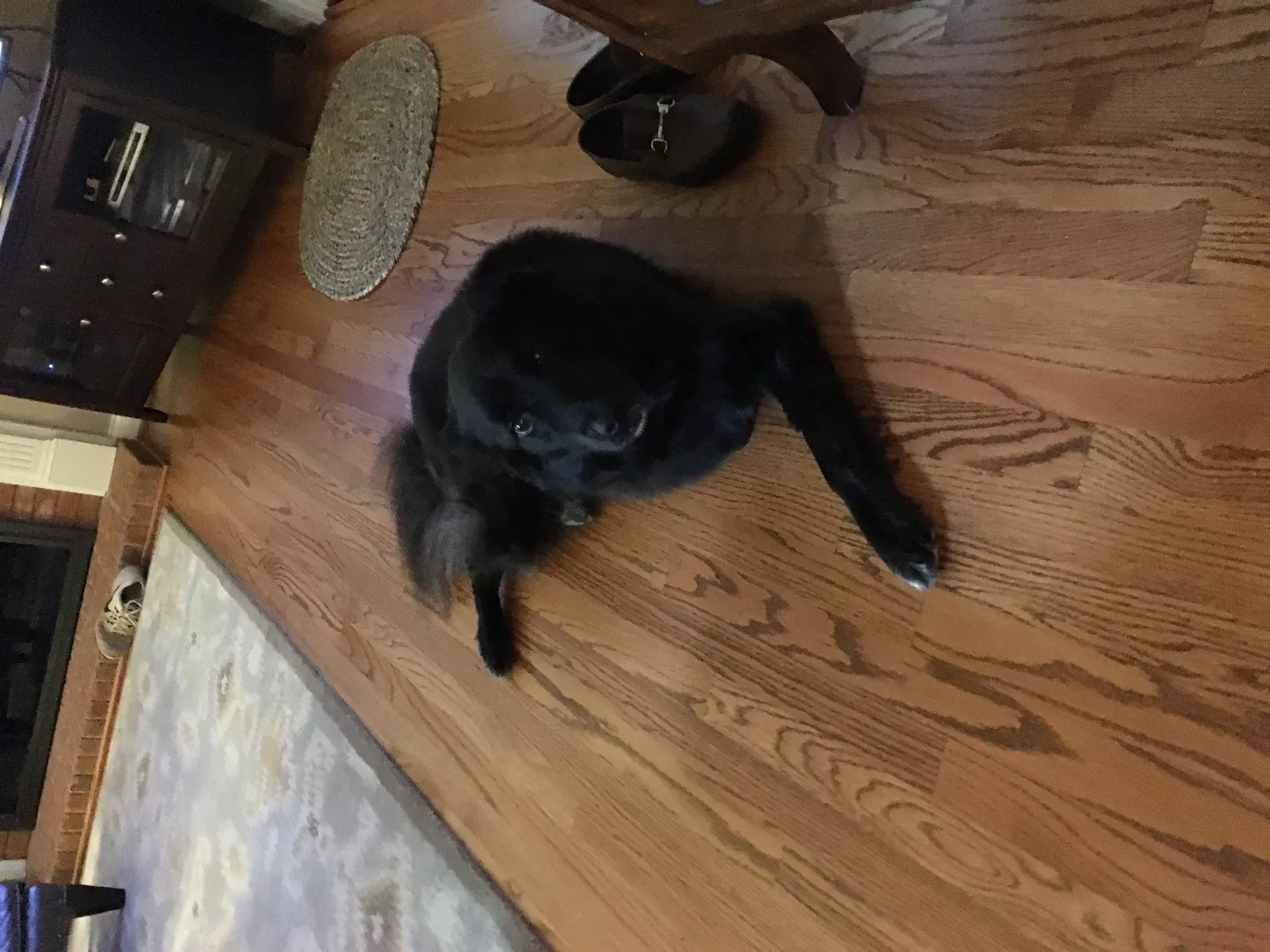 Found dog in Charlotte, NC, 28277