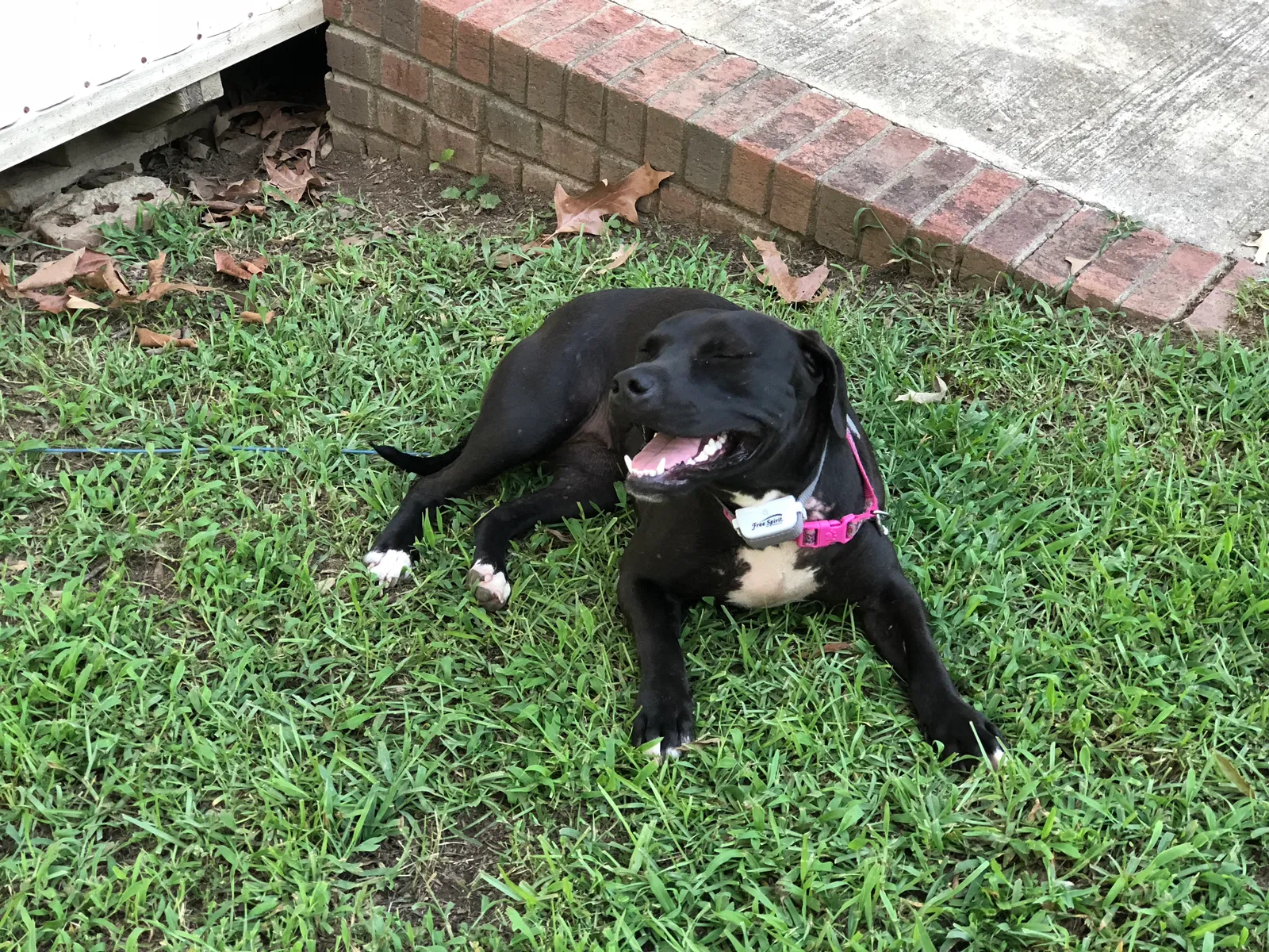 Found dog in Irmo, SC, 29063
