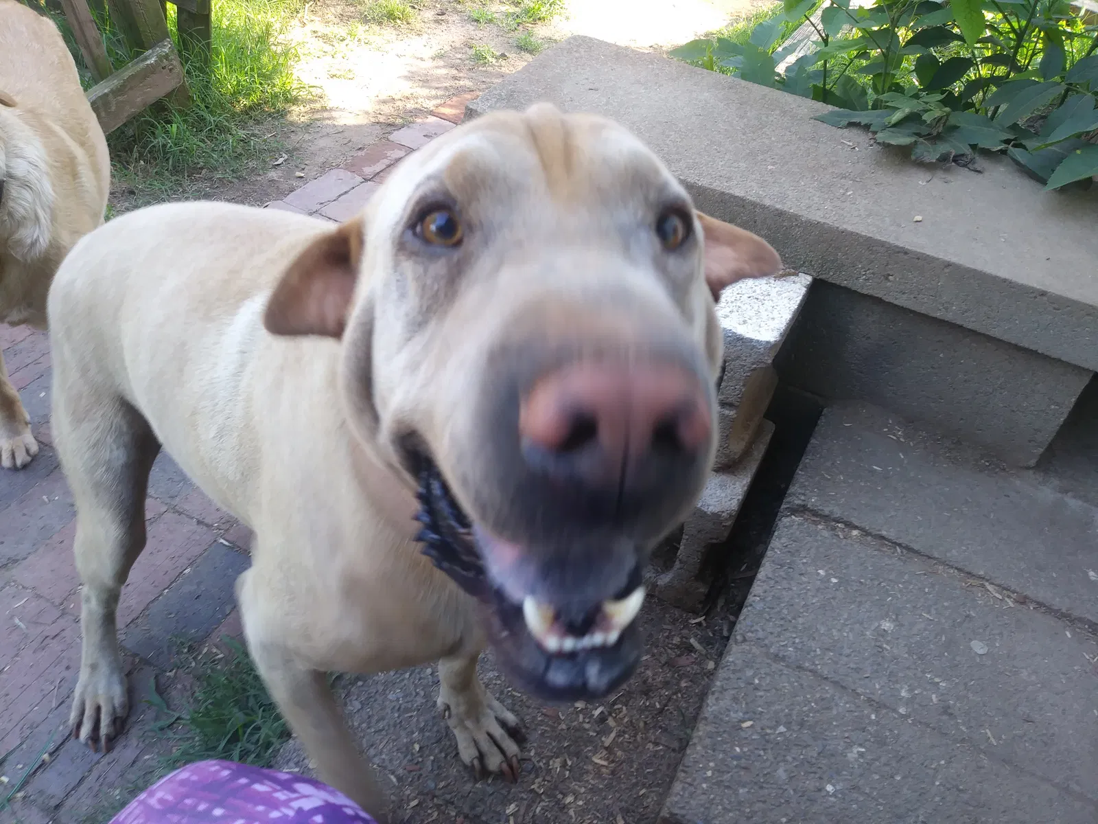 Found dog in Mooresville, NC, 28115
