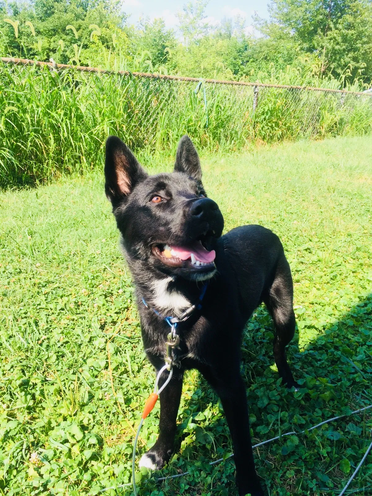 Found dog in Indianapolis, IN, 46220