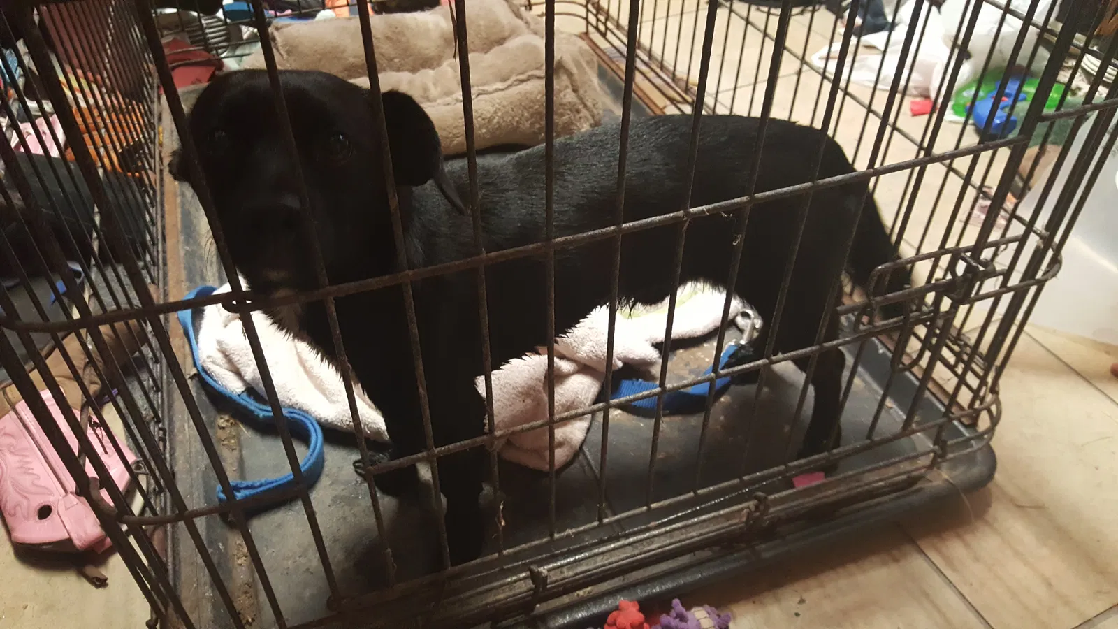 Found dog in Wiota, IA, 50274
