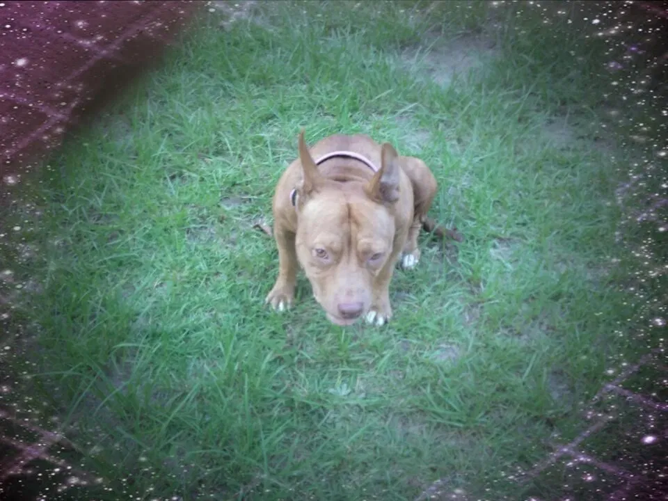 Found dog in Mc Henry, MS, 39561