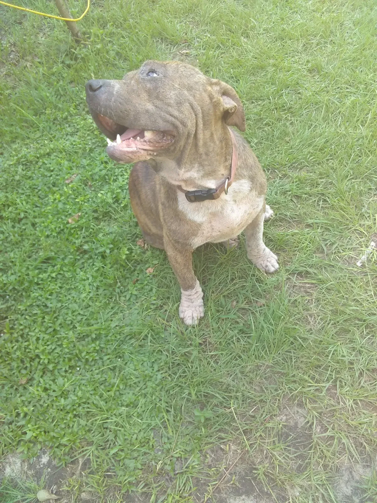Found dog in Mc Henry, MS, 39561