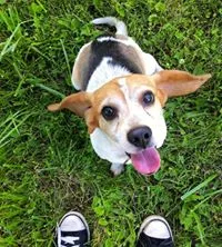 Found dog in Indianapolis, IN, 46219