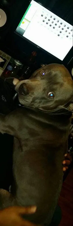 Found dog in Deltona, FL, 32725
