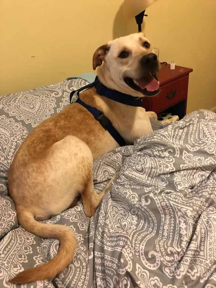 Found dog in Gwynn Oak, MD, 21207