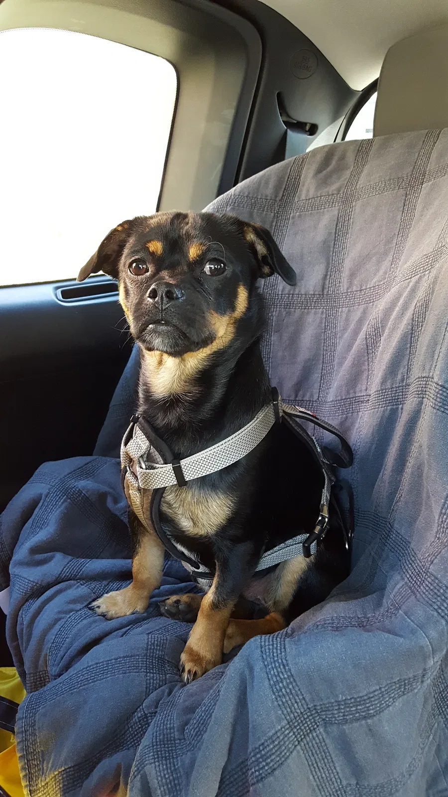 Found dog in West Hartford, CT, 6119