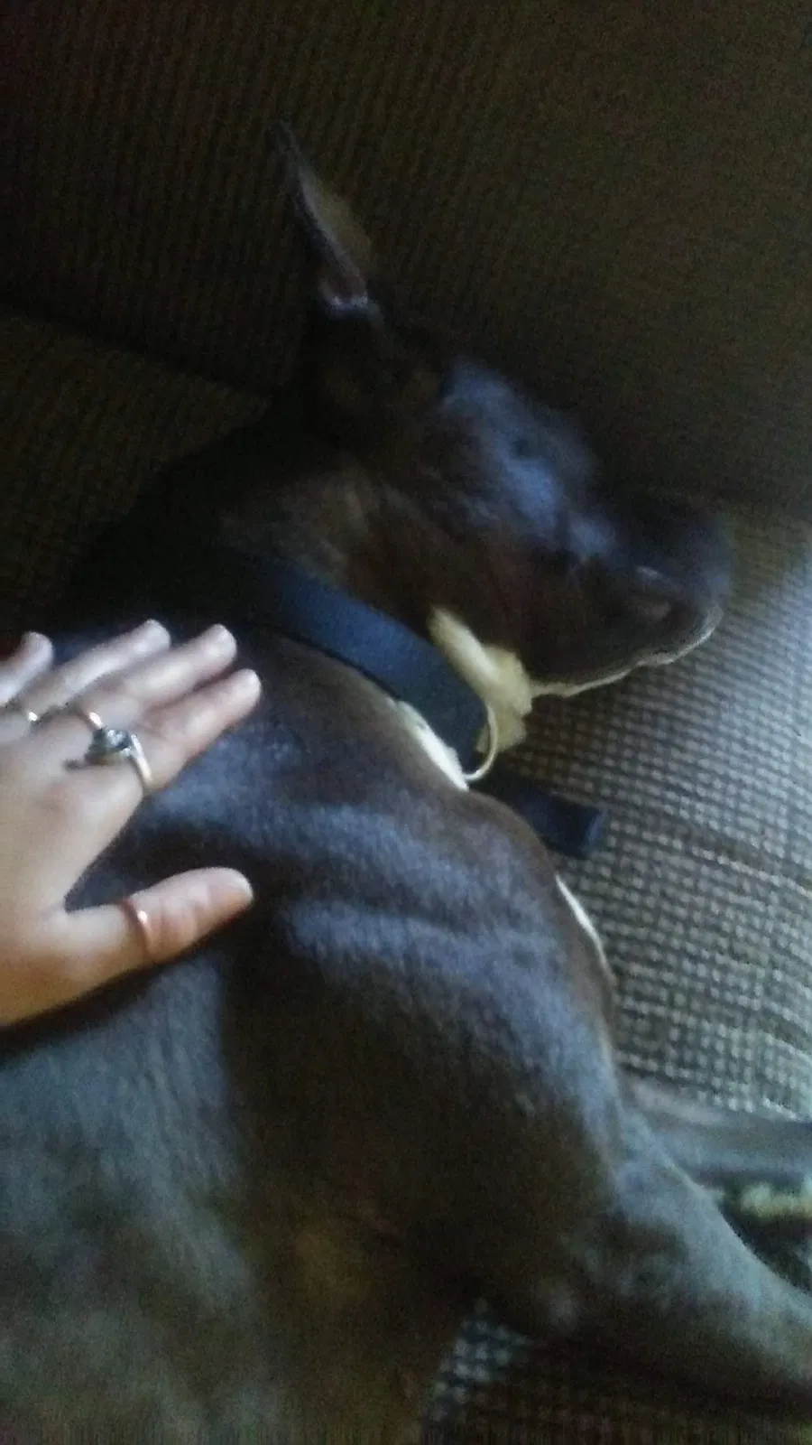 Found dog in Glendale, AZ, 85302