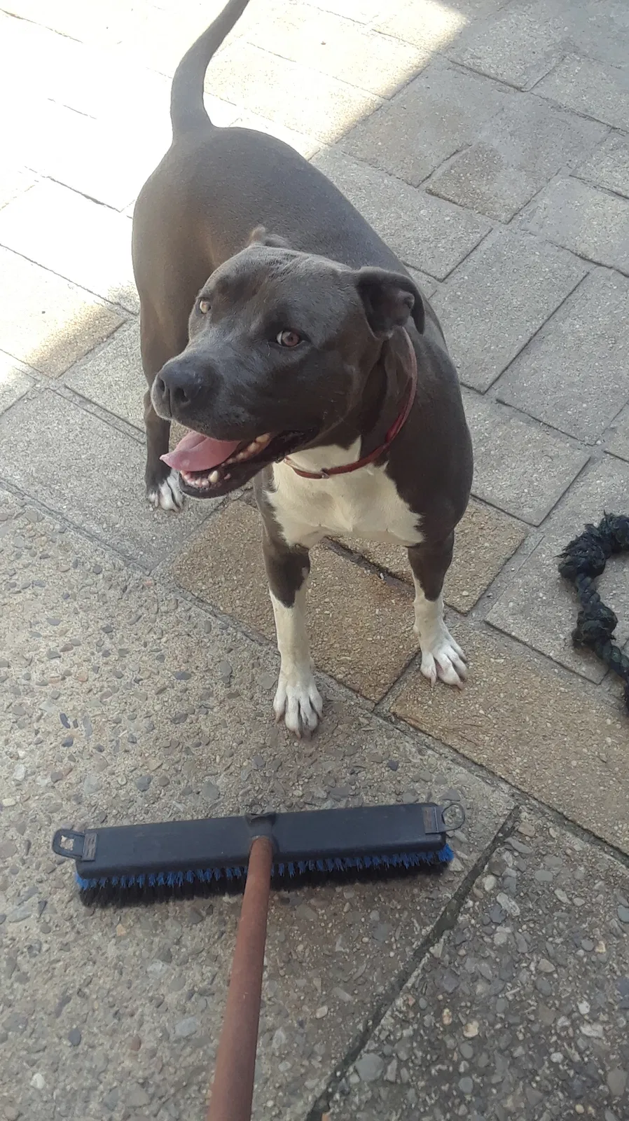 Found dog in Lakewood, NJ, 8701