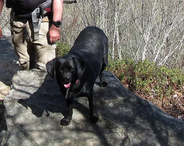 Found dog in Nashville, TN, 37211