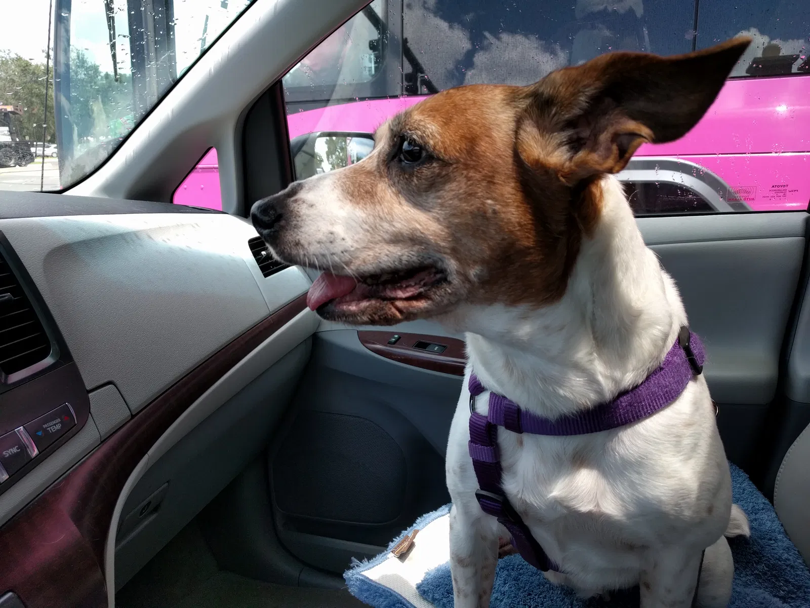 Found dog in Kissimmee, FL, 34759