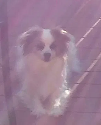 Found dog in Philadelphia, PA, 19136