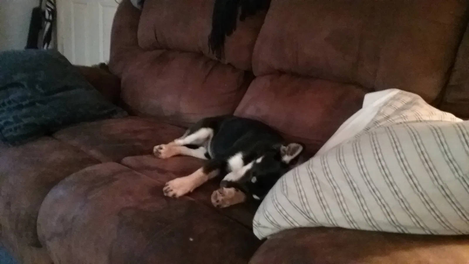 Found dog in Dadeville, AL, 36853
