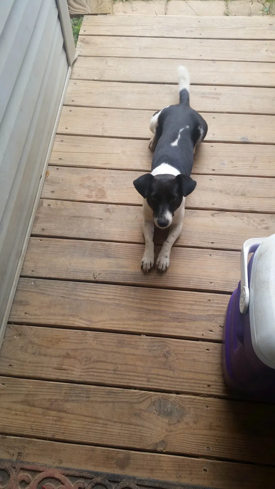 Found dog in Dadeville, AL, 36853