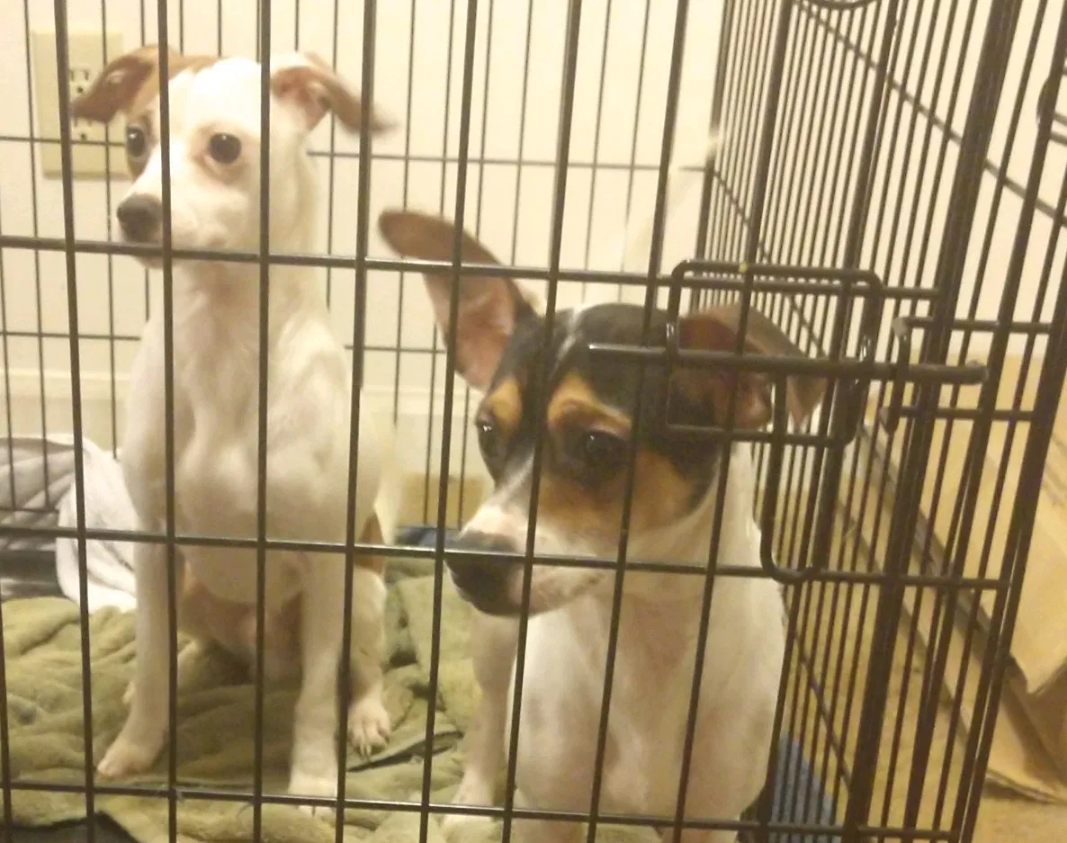 Found dog in Mooresville, NC, 28117