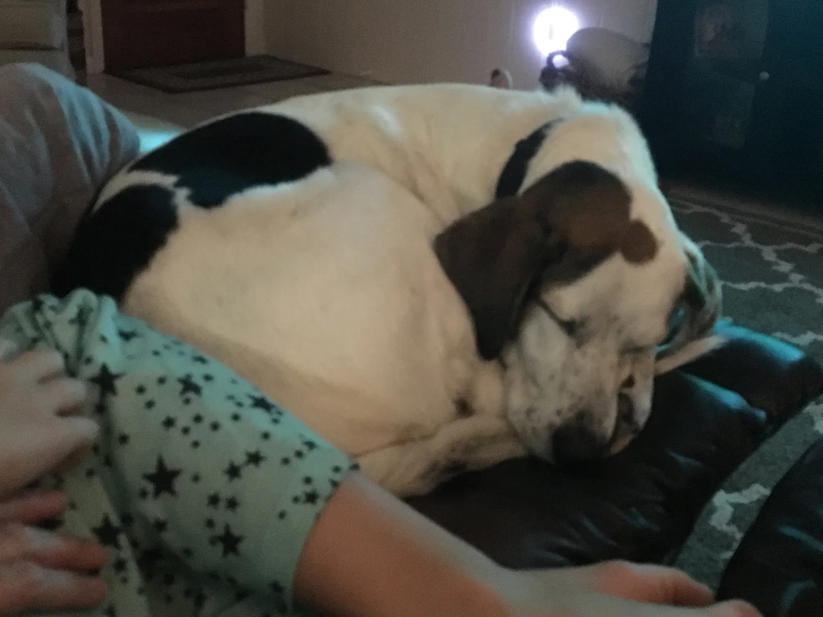 Found dog in Vero Beach, FL, 32960