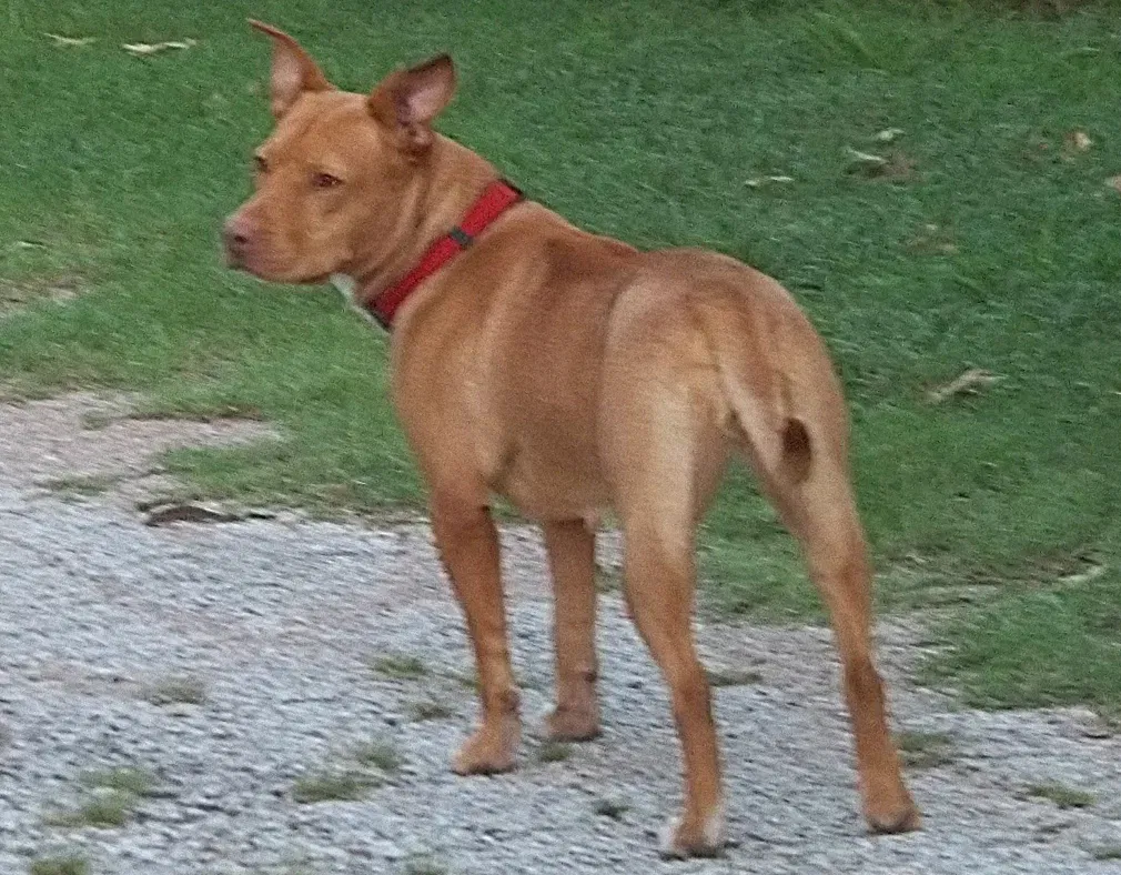 Found dog in Sadler, TX, 76264