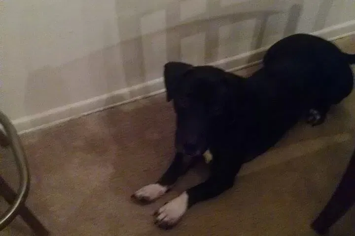 Found dog in Raleigh, NC, 27610