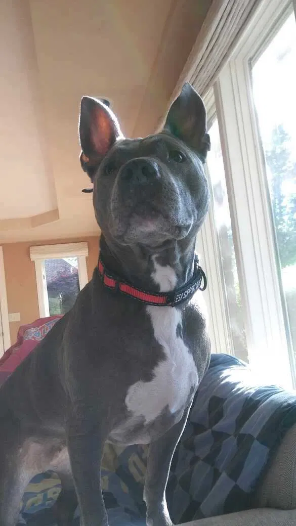 Found dog in Greenbrier, TN, 37073