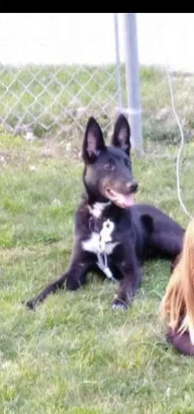Found dog in Muncie, IN, 47304