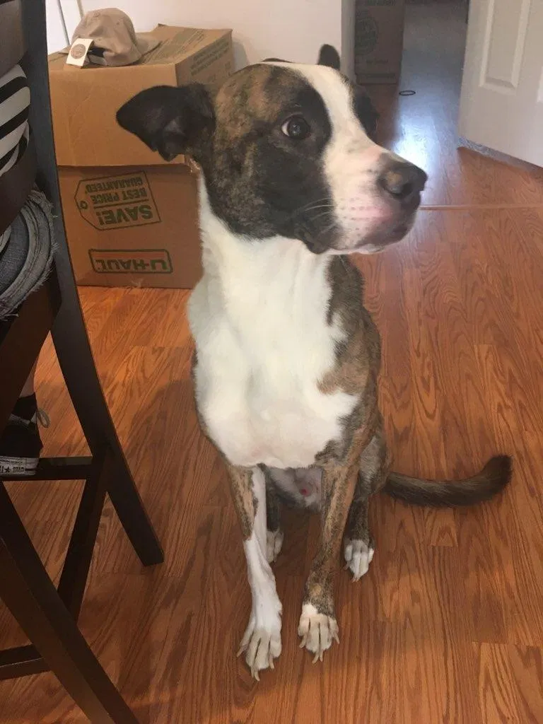 Found dog in Odenton, MD, 21113