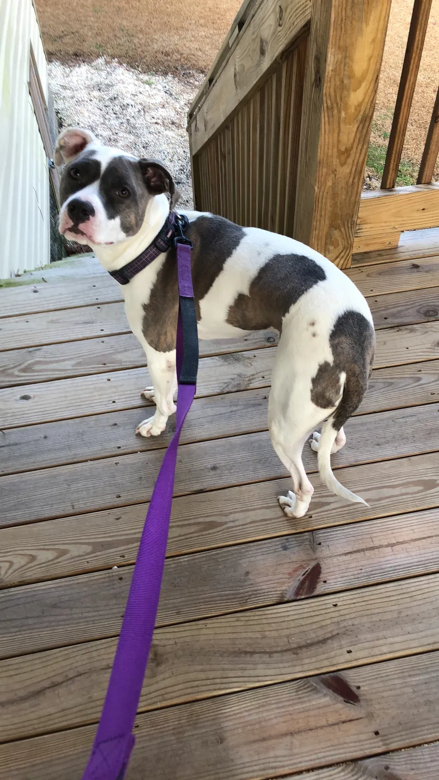 Found dog in Blythewood, SC, 29016