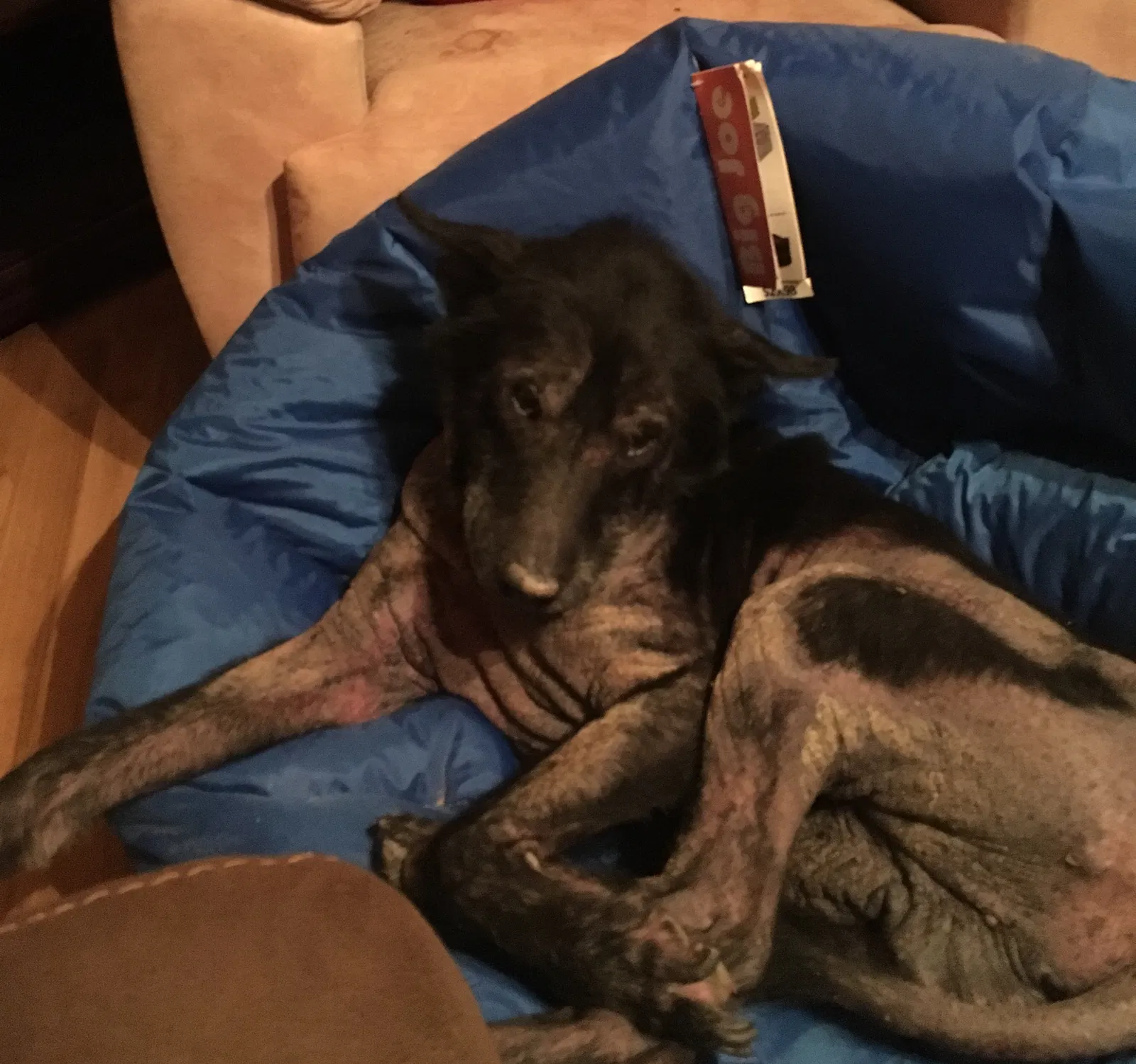 Found dog in North Wilkesboro, NC, 28659