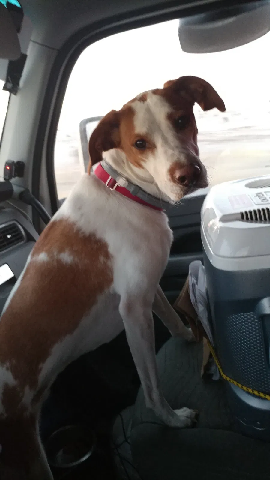 Found dog in Mount Joy, PA, 17552