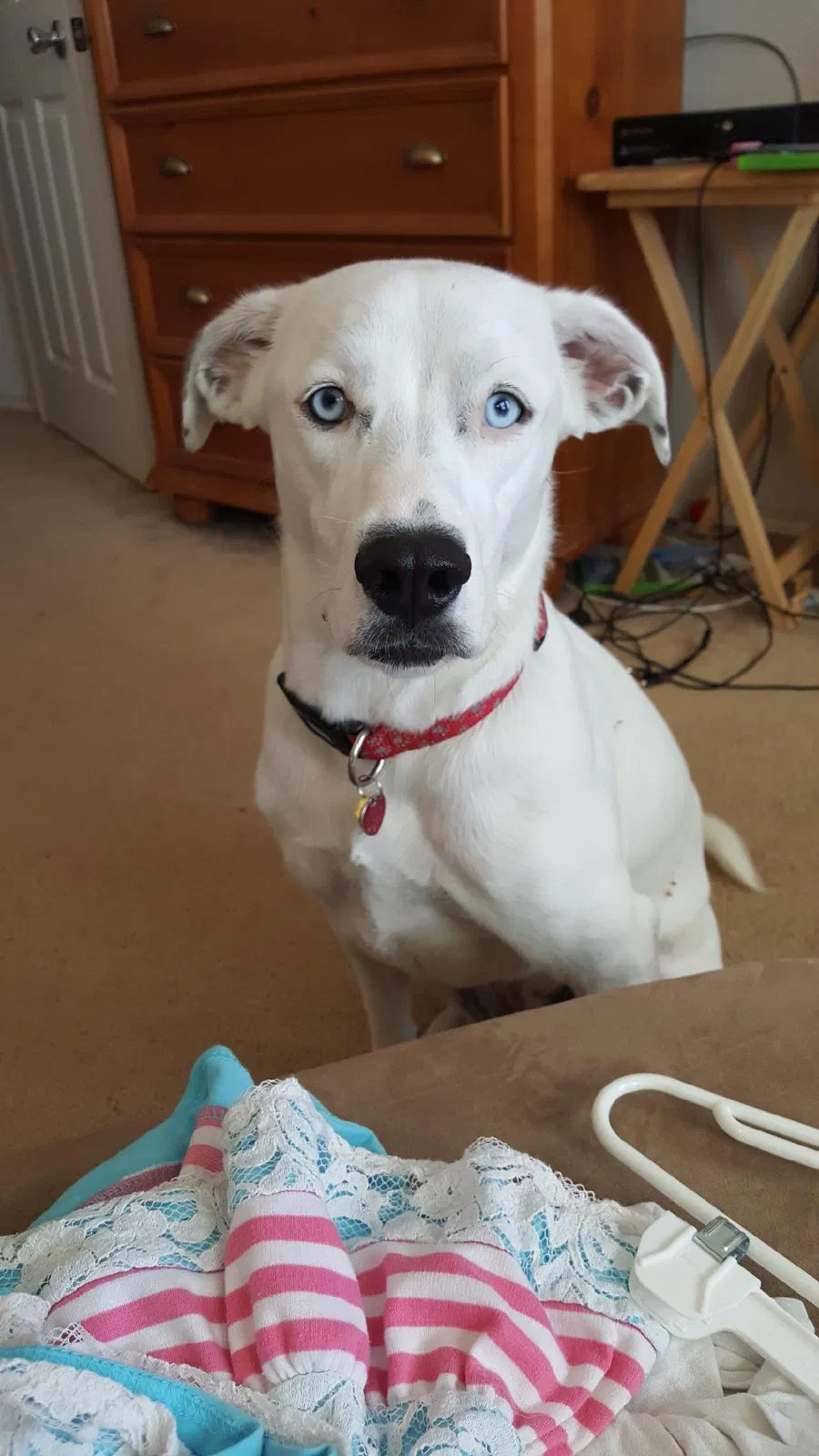 Found dog in Mckinney, TX, 75071