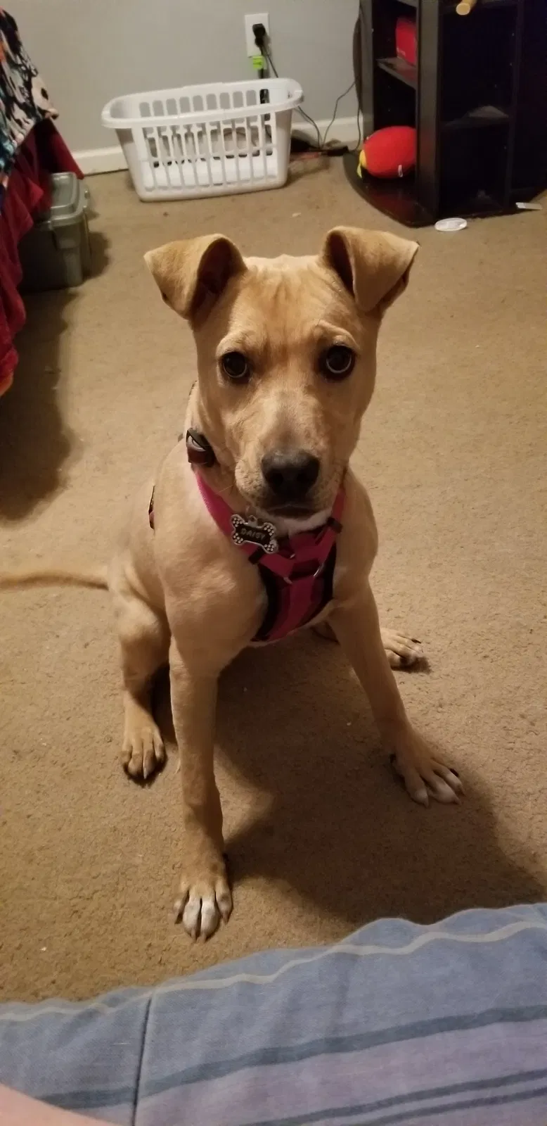 Found dog in Shelbyville, TN, 37160