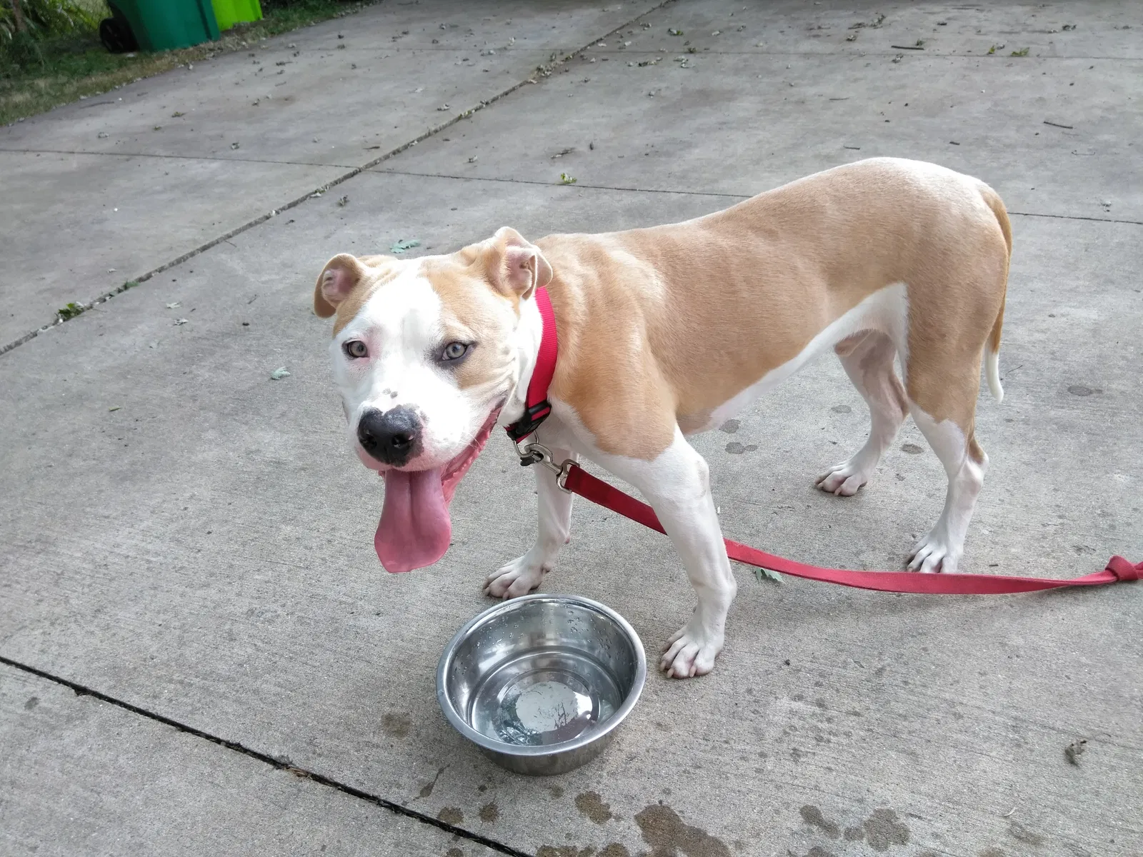 Found dog in Eastpointe, MI, 48021