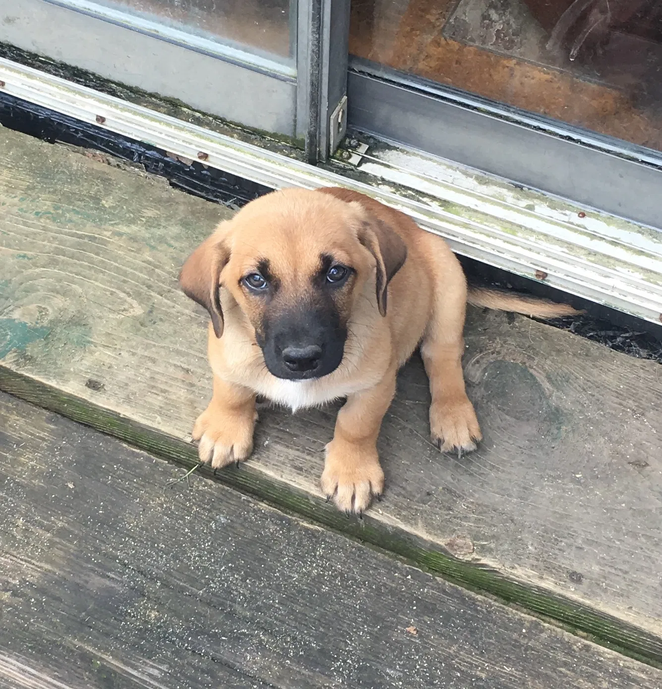 Found dog in Wilburton, OK, 74578