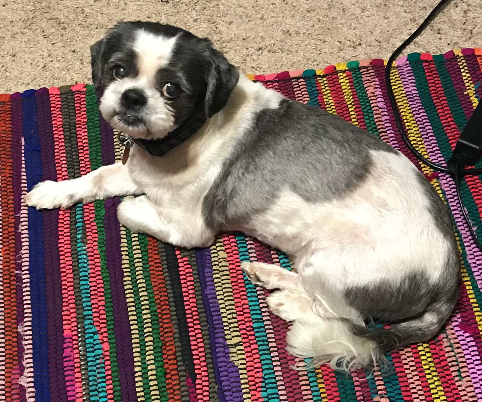 Found dog in Vilonia, AR, 72173