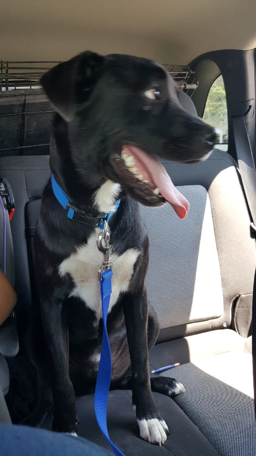 Found dog in San Angelo, TX, 76903