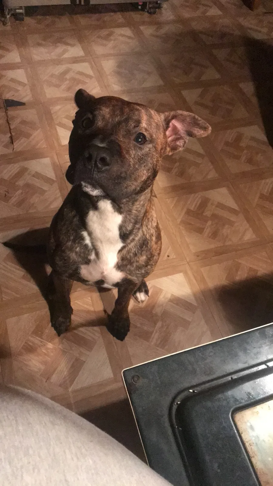 Found dog in Covington, GA, 30014