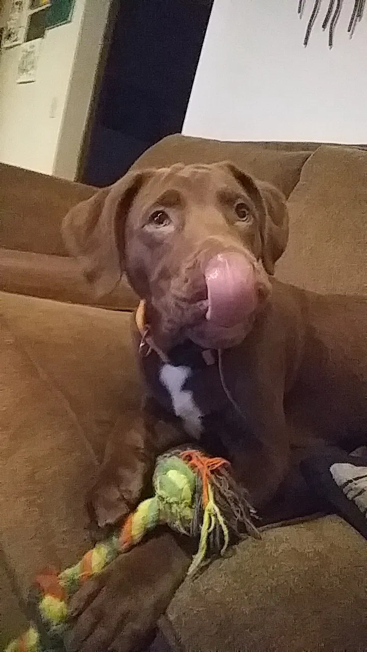 Found dog in Fayetteville, AR, 72703