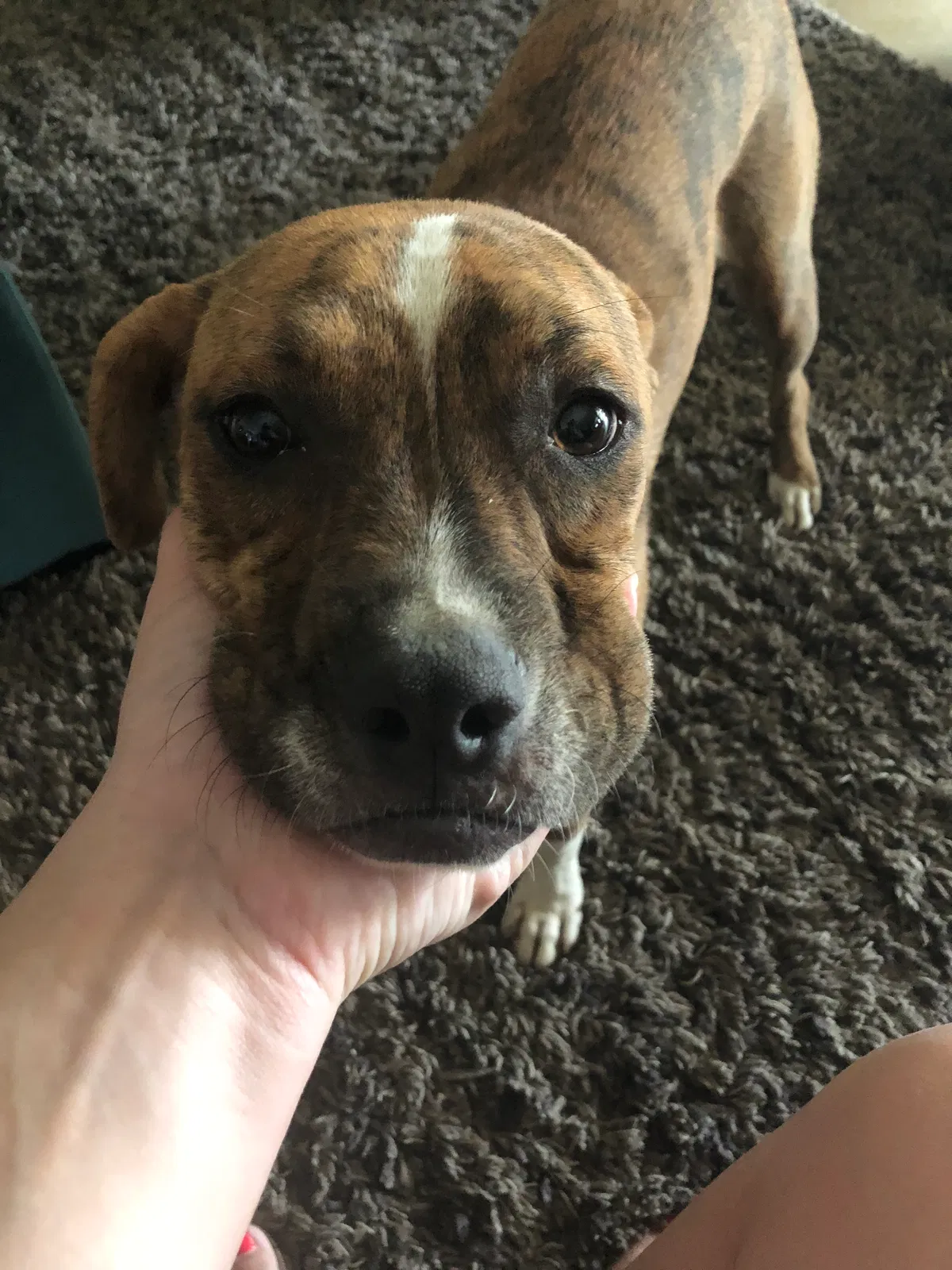 Found dog in Bakersfield, CA, 93311