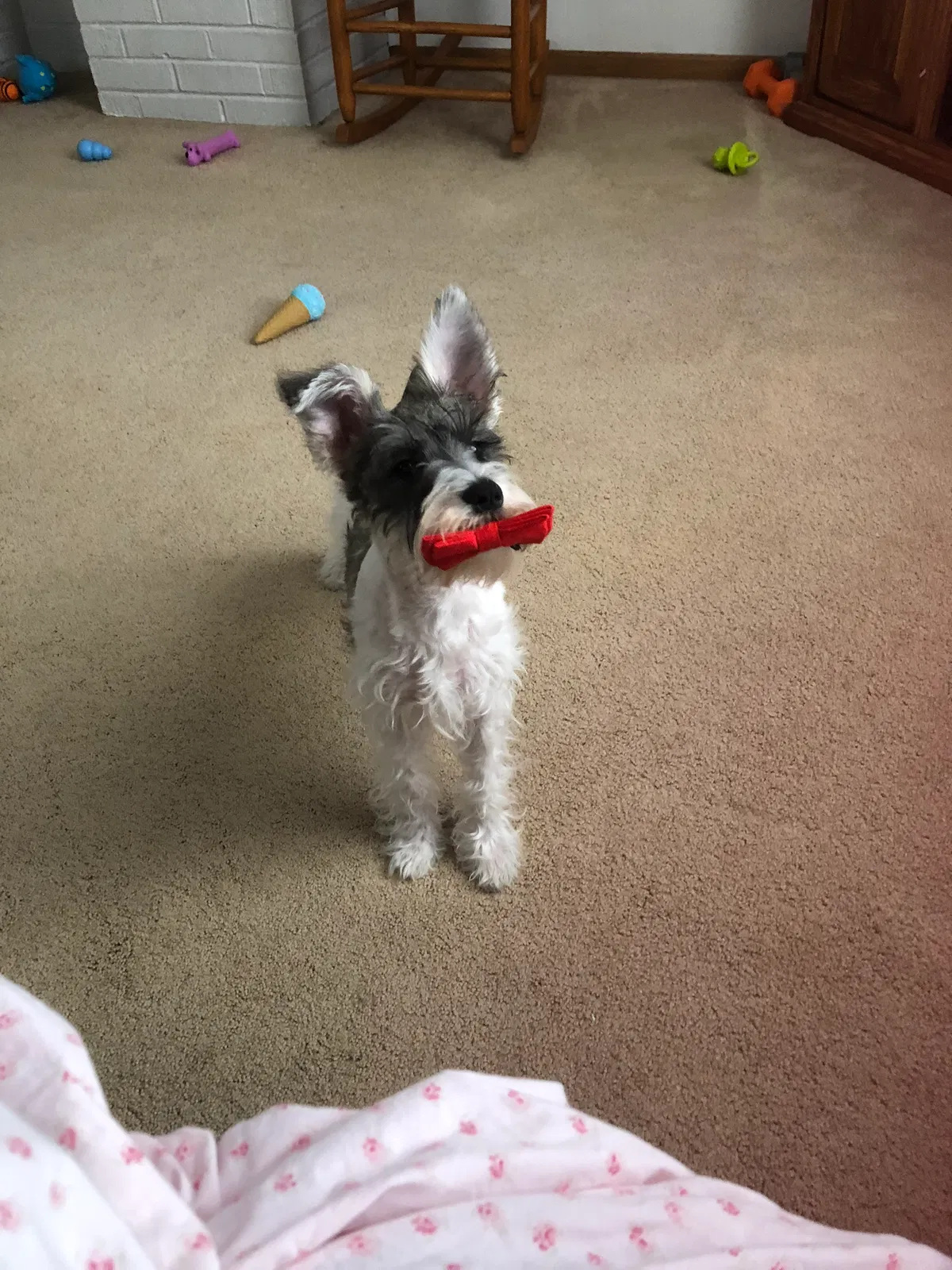 Found dog in Weston, WV, 26452